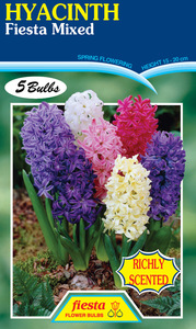 HYACINTH FLOWER BULBS – Seeds & Cereals (2000)