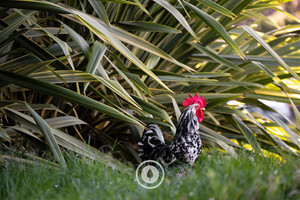 Products: Flax + Rooster Sentient Imagery