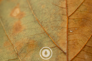 Textures of Autumn Sentient Imagery