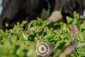 Products: Winter Kale Crop Sentient Imagery