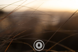 Products: Kaimanawa Red Tussock at Dawn Sentient Imagery