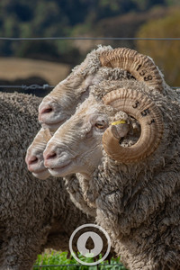 Products: Triple Take Merino Sentient Imagery