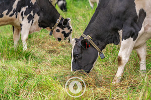 Products: Collared Dairy Grazing Sentient Imagery