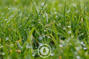 Pasture Droplets Sentient Imagery