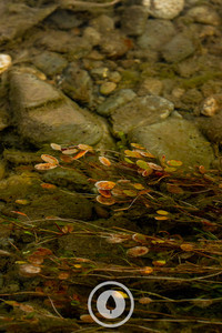 Products: Native Red Pondweed Sentient Imagery