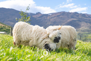 Together Wethers Sentient Imagery