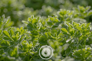 Overgrown Red Clover Sentient Imagery