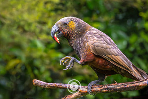 Kākā + Apple Sentient Imagery