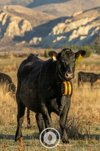 Products: Angus Heifer Neckware Sentient Imagery