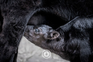 Milk Constellations Sentient Imagery