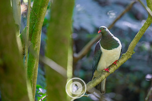 Products: Kererū Iridescence Sentient Imagery
