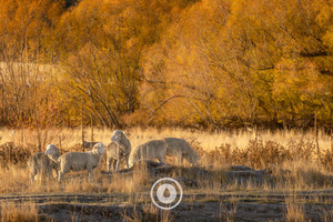 Products: Autumn Colours Afire Sentient Imagery