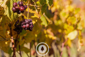 Autumn Viticulture Sentient Imagery