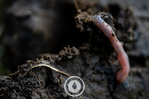 Who Run the World? Worms. Sentient Imagery
