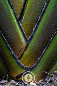 Products: Harakeke Weave Sentient Imagery