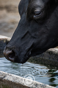 A Slurp of Cold Water Sentient Imagery