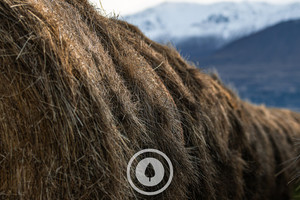 Products: Hay Stored for Winter Sentient Imagery