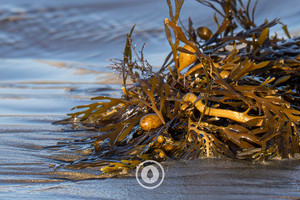 Wairarapa Seaweed Sentient Imagery