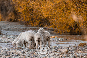 Products: Down at the River Sentient Imagery