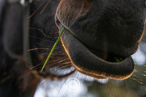 Products: One Blade of Grass Sentient Imagery