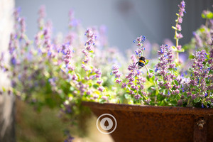 Products: A Lavender's Bumble Bee Sentient Imagery