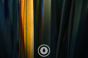 Products: One Gold Pillar Sentient Imagery