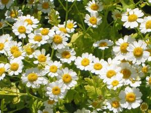 Medicinal Herbal Teas: Feverfew (Chrysanthemum parthenium) Organic