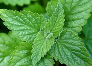 Medicinal Herbal Teas: Catnip (Nepeta cataria) Organic