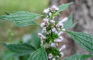 Medicinal Herbal Teas: Motherwort (Leonurus cardiaca) Tea