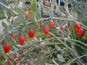 Products: Goji Berry (Lycium barbarum) Young Plants & Seeds