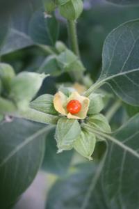 Products: Ashwagandha Young Plants & Seeds (Withania somnifera)