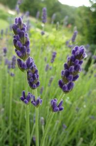 Products: English Lavender (Lavandula angustifolia) Young Plants & Seeds