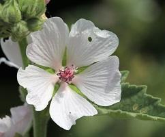 Products: Marshmallow (Althaea officinalis) Young Plants & Seeds