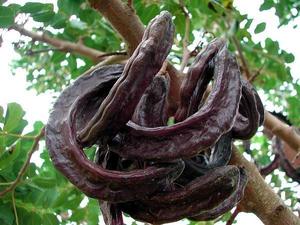 Products: Carob (Ceratonia siliqua) Seeds