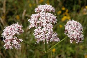 Products: Valerian (Valeriana officinalis) Plants and Seeds