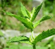 Medicinal Herbal Teas: Spearmint (Mentha spicata) Young Plants & Seeds