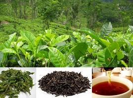 Products: Green / Black Tea (Camellia sinensis) Young Trees, Cuttings & Seeds