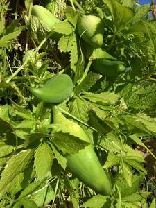 Products: Caigua (Cyclanthera pedata) Young Plants & Seeds