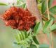 Licorice (Glycyrrhiza glabra) Seeds