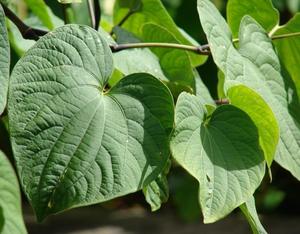 Kava Kava Root (Piper methysticum) Extra Fine Powder