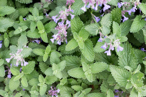 Products: Catnip (Nepeta cataria) Seeds