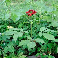 Products: Ginseng (Panax ginseng) Seeds