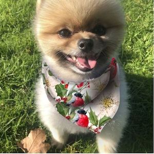 Pets Fur Babies: Olives Kitchen Dog Bandana