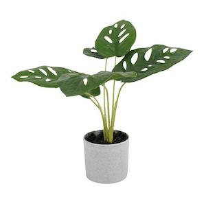 Swiss Cheese Plant - Potted | 24cm