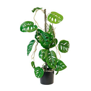 Faux Plant - Potted Swiss Cheese Vining Plant Potted