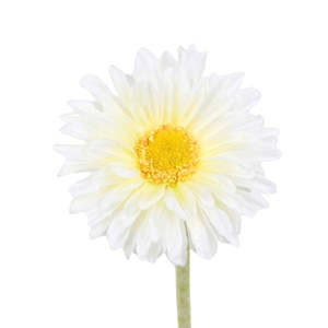 House Plants: Faux Plant - Single Gerbera | White