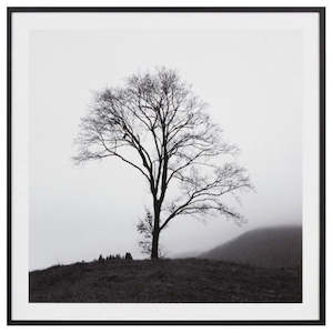 Artwork: Art Work - Lone Misty Tree
