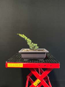 Starter Bonsai Range: Juniper Starter Bonsai