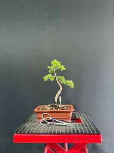 Bonsai: Atlas Cedar