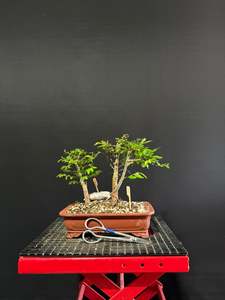 Bonsai: Chinese Elm Forest